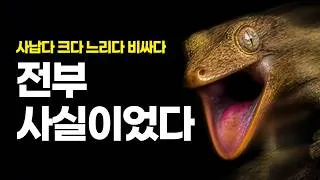 Thumbnail: 크레 200마리 키우는 내가 이 도마뱀 앞에서 3년을 망설였다