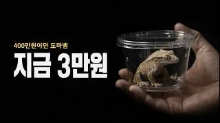 Thumbnail: 400만원짜리 도마뱀이 3만원이 되자 벌어진 일