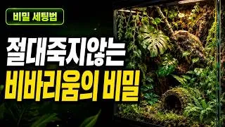Thumbnail: 영원히 죽지 않는 정글, 크레스티드 게코 비바리움 제작기