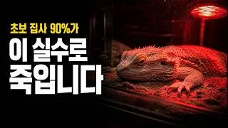 Thumbnail: A Tiny Dragon That Worships the Sun ☀️ | Bearded Dragon Keeping Guide | 비어디드래곤 키우기
