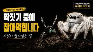 Thumbnail: 수컷이 잡아먹힐 수도 있습니다 🕷️ | One Wrong Move and He's Dinner | 깡총거미 짝짓기의 위험한 순간