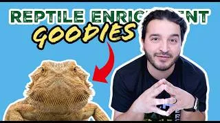 Thumbnail: Is Your Reptile Bored? Try This!