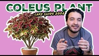 Thumbnail: Coleus Plant Care Guide: Everything You Need to Know (2026)