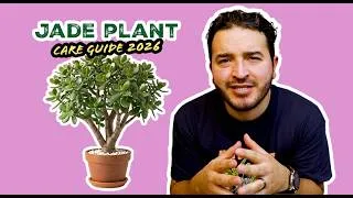 Thumbnail: Jade Plant Care Guide: Everything You Need to Know (2026)