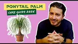 Thumbnail: Ponytail Palm Care Guide: Everything You Need to Know (2026)