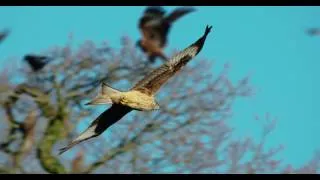 Thumbnail: Red Kites at Gigrin Farm