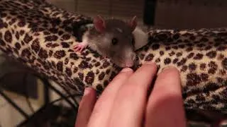 Thumbnail: my pets cage it is a big one