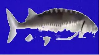 Thumbnail: Fish spinning backwards with blue background without doom music