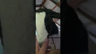 Thumbnail: Animal update as requested by viewer, missing Missing Dolly today she was loved