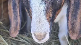 Thumbnail: Farm update 8/14 