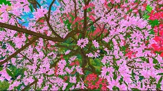 Thumbnail: 4K Video-Mindfulness of Breathing Part-2 |7 Factors Of Awakening) | Spoken By Buddha