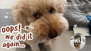 Thumbnail: Getting My Dog a Puppy // f1b mini goldendoodle // mini bernedoodle