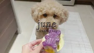 Thumbnail: 2023 Recap With Our Mini Goldendoodle