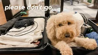 Thumbnail: Separated from my dog for 7 weeks // Dramatic Reunion // f1b Mini Goldendoodle