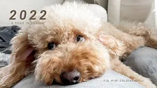 Thumbnail: 2022: A Year in Review with my Mini Goldendoodle