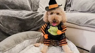 Thumbnail: My dog hates Halloween... 🎃👻 // f1b mini goldendoodle