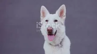 Thumbnail: Top Five Guard Dogs Ultimate Protectors | DOODLE FABLE AVENUE