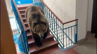 Thumbnail: A bear is walking along the entrance of an apartment building