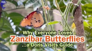 Thumbnail: Zanzibar Butterfly Centre - don't drive past it