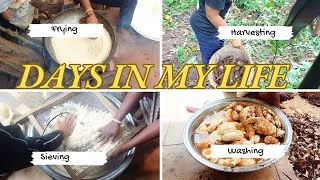 Thumbnail: GARRI PRODUCTION: How to make Garri 1🍚 from start to finish in Nigeria 🇳🇬#garriproduction