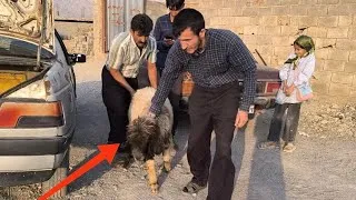 Thumbnail: "Hassan goes to town with the children to buy sheep» 