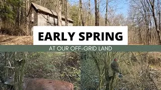 Thumbnail: Early Spring Trip To Our Off-Grid Land | Trail Camera & The Old House & Cabins