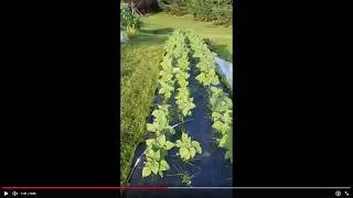Thumbnail: I Went Nuts Expanding My Garden This Year and Now It's Taking Off!