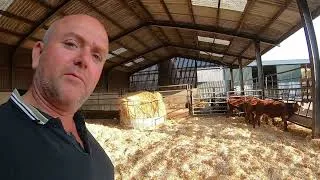 Thumbnail: Cattle condition and weaned calve #agriculture #farming # farm
