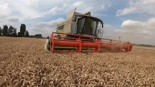Thumbnail: Getting Wheat Done, Good and Bad Yields #farming #agriculture #farmer