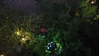 Thumbnail: MY GARDEN AT NIGHT