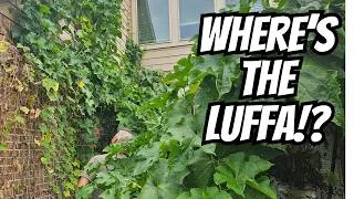 Thumbnail: 🌿 My Luffa Grew Like Crazy… But Produced NOTHING!