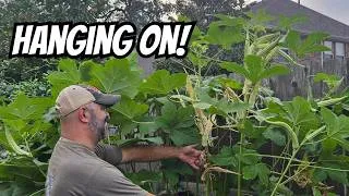 Thumbnail: 🌿 State of the Garden: Surviving the Summer Heat