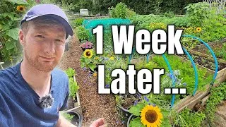 Thumbnail: I Neglected the Allotment for a Week... Here's What Happened