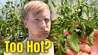 Thumbnail: The Heatwave Is Taking Its Toll On The Allotment...