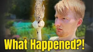 Thumbnail: This Was NOT The Garlic Harvest I Expected...