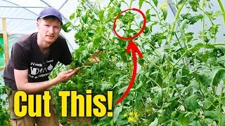 Thumbnail: Stop Making These Tomato Pruning Mistakes!