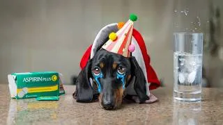 Thumbnail: My Puppy Realized He's a Total Failure at 6 Years Old!