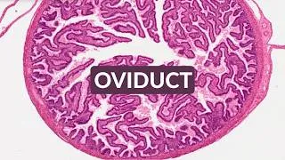 Thumbnail: Oviduct