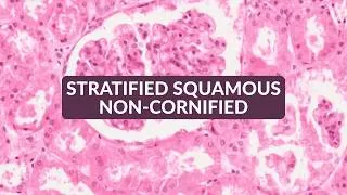 Thumbnail: Stratified Squamous Non cornified
