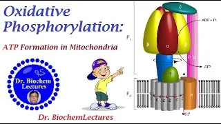 Thumbnail: Oxidative Phsophorylation: Formation of ATP