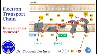 Thumbnail: Electron Transport Chain (ETC)