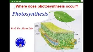 Thumbnail: Photosynthesis