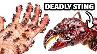 Thumbnail: I Flipped 100 Rocks in Amazon Rainforest, Here’s What I Found