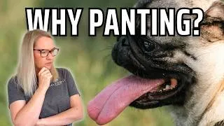 Thumbnail: Dog Panting But Not Hot? Here’s Why