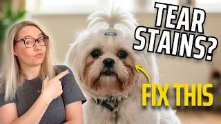 Thumbnail: How to Get Rid of Tear Stains in Dogs (What Actually Works)