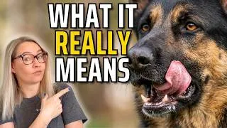 Thumbnail: Why Dogs Lick Their Lips (It’s Not What You Think)