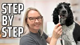 Thumbnail: How To Brush Your Dog’s Teeth (Step By Step Guide)