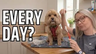 Thumbnail: Should You Really Brush Your Dog’s Teeth Every Day?