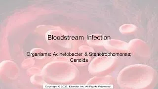 Thumbnail: Bloodstream Infections: Acinetobacter, Stenotrophomonas, Candida