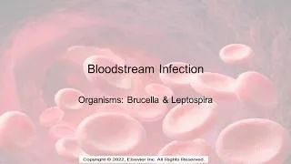 Thumbnail: Bloodstream Infections Brucella and Leptospira